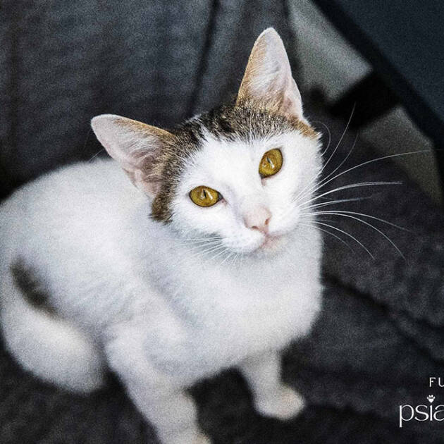 Adopcja kotów Katowice