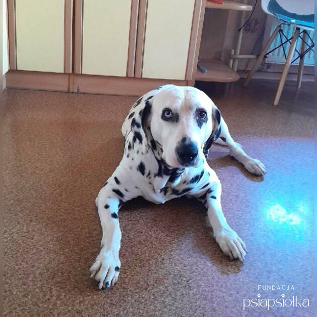 Adopcja psów Katowice