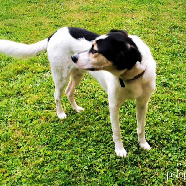 Psy do adopcji Katowice