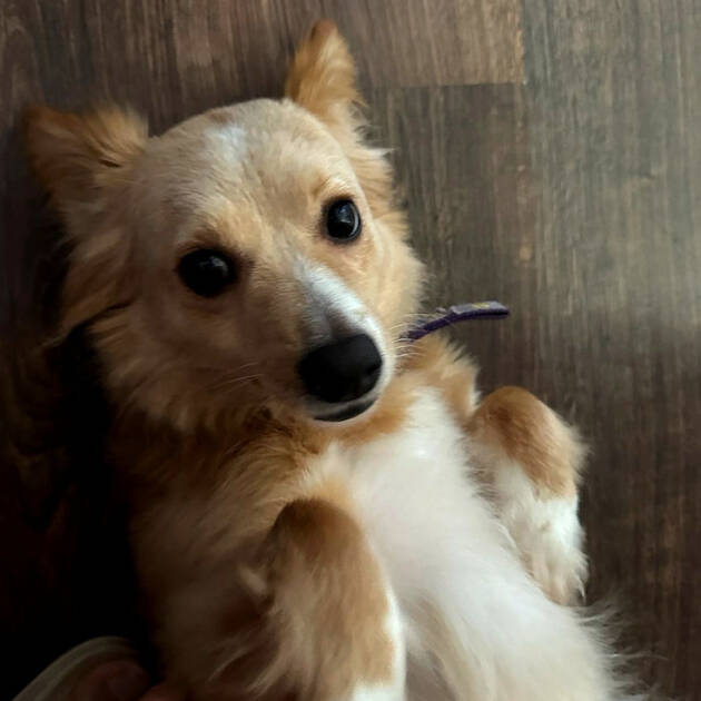 Psy do adopcji Katowice