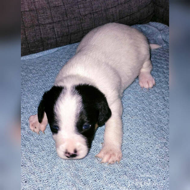 Psy do adopcji Katowice