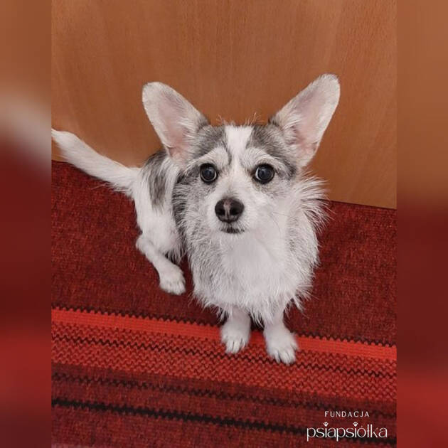 Psy do adopcji Katowice