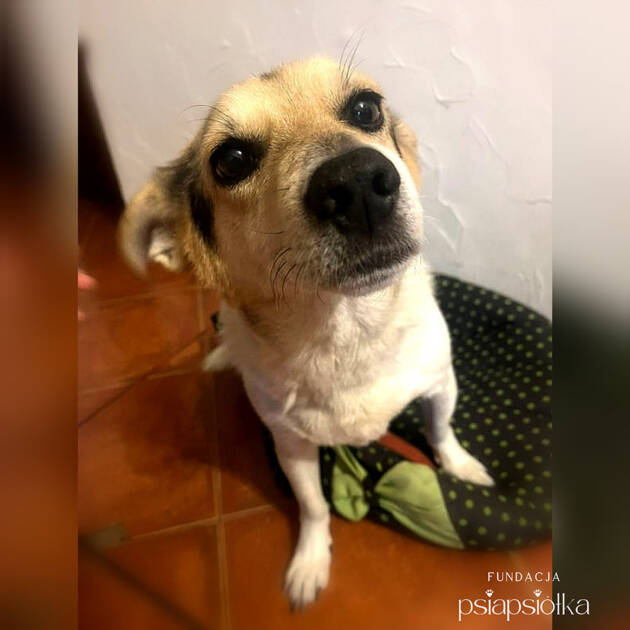 Psy do adopcji Katowice