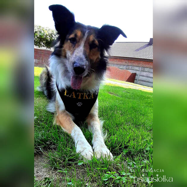 Psy do adopcji Katowice